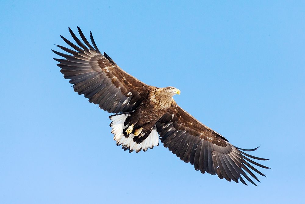 Japan-Hokkaido-Kushiro Portrait of a white-tailed eagle in flight